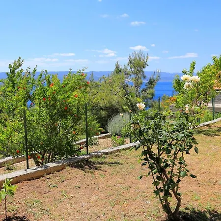 Marusici 1024b * Mimice