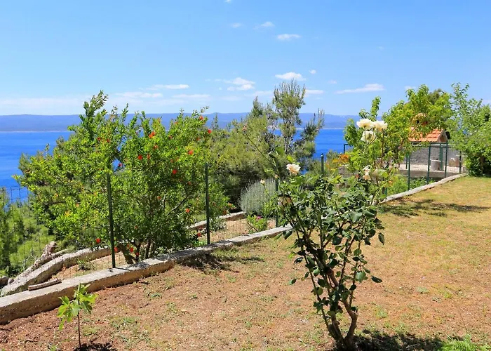 Marusici 1024b * Mimice